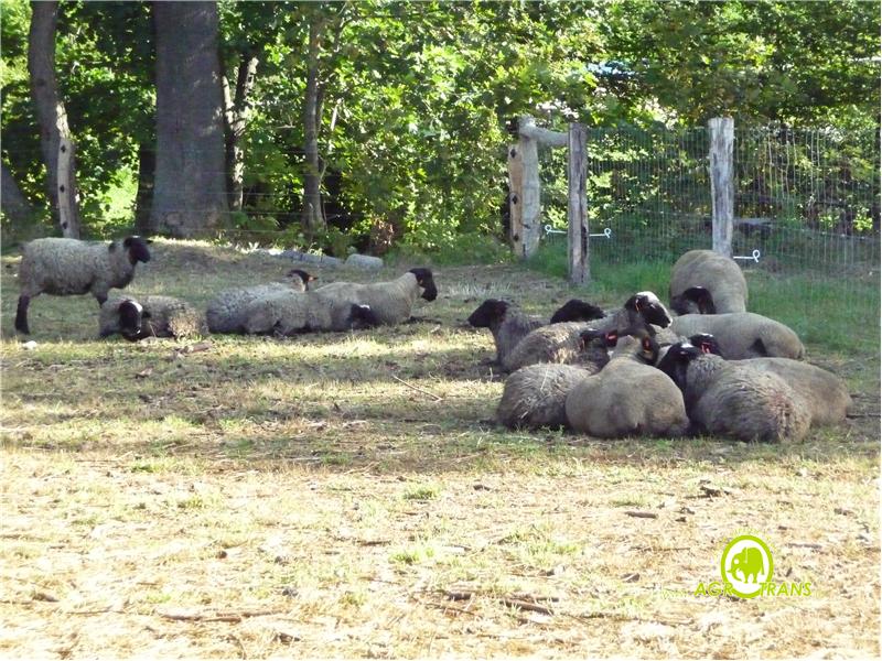 Jak ovce ROMNEY do Čech přišly
